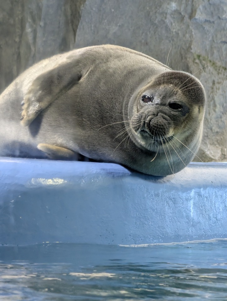 鳥羽水族館で出会ったアザラシとBYD SEAL
