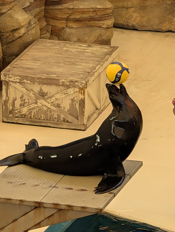 鳥羽水族館で出会った「SEALION」
